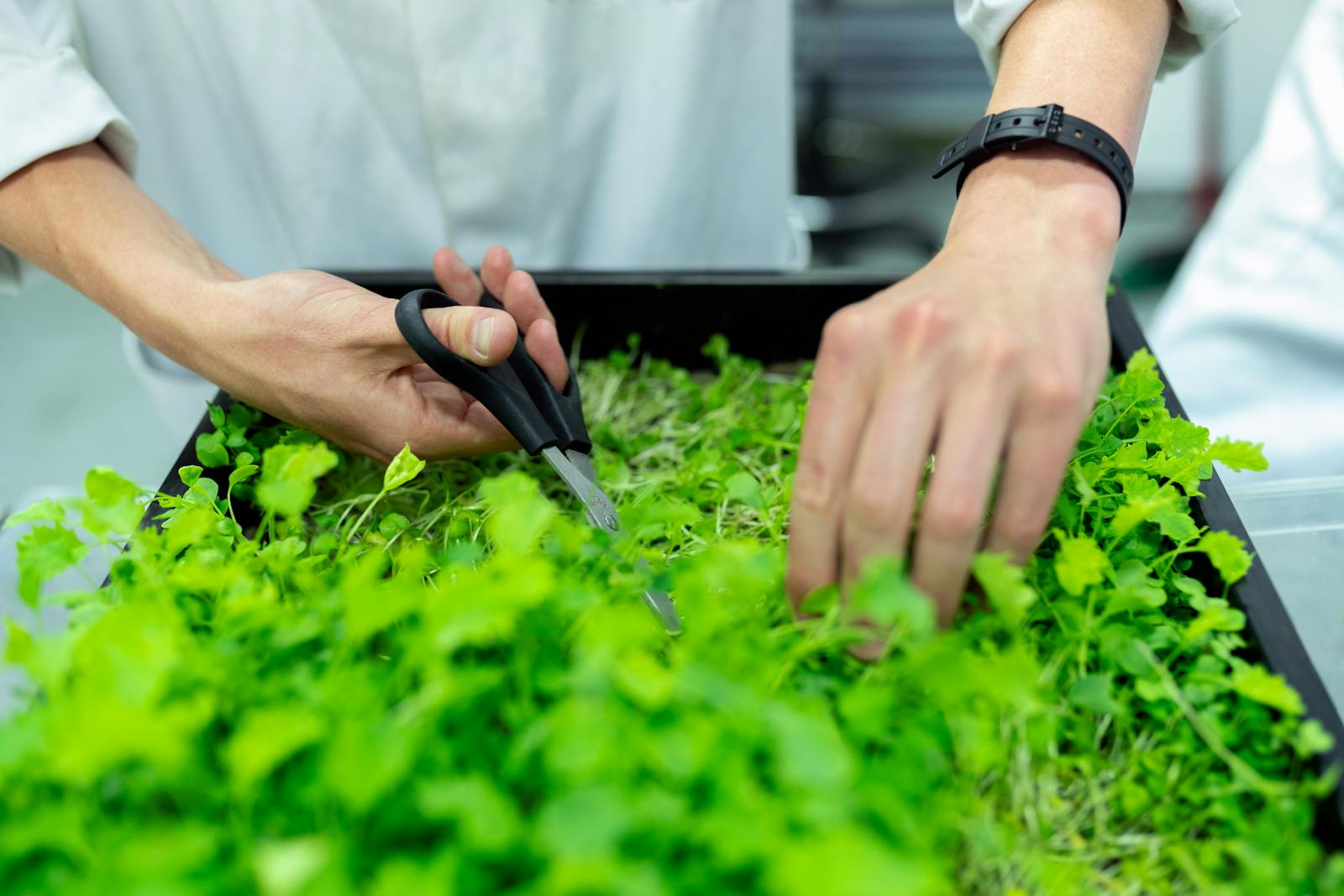 Agricultural scientist